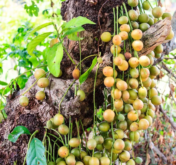 Baccaurea ramiflora на дереве — стоковое фото