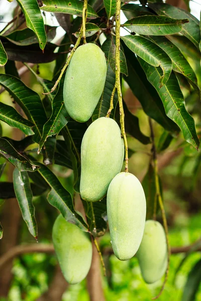 Zbliżenie mango — Zdjęcie stockowe