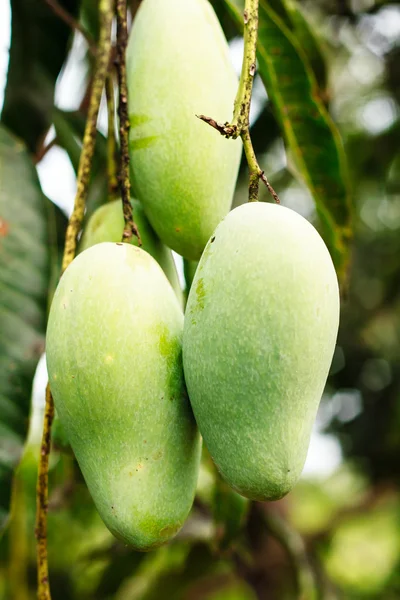 Close up of mangoes — Stock Photo, Image