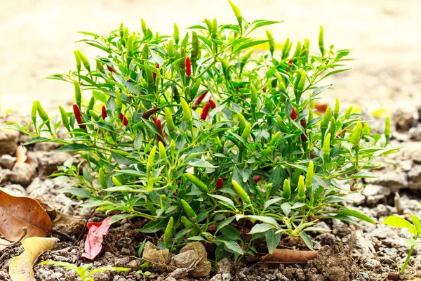 Growing chili peppers — Stock Photo, Image