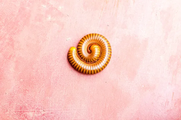 Millipede in nature — Stock Photo, Image