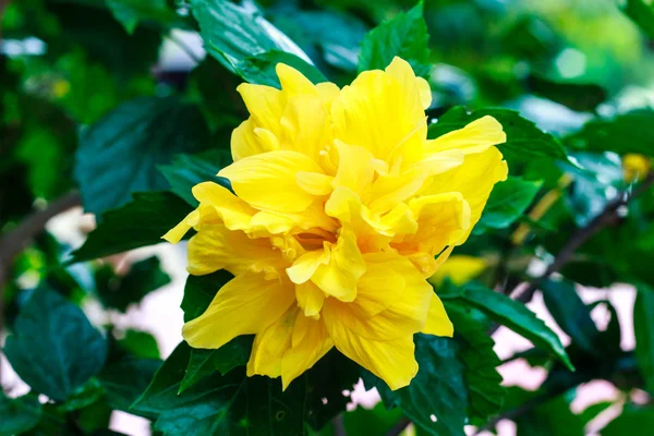Terry hibisco amarelo — Fotografia de Stock