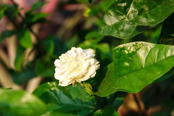 Arabian jasmine — Stock Photo, Image