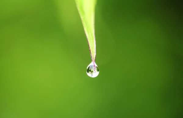 Fresh grass with dew drops — Stock Photo, Image