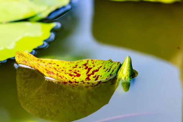 Lys d'eau — Photo