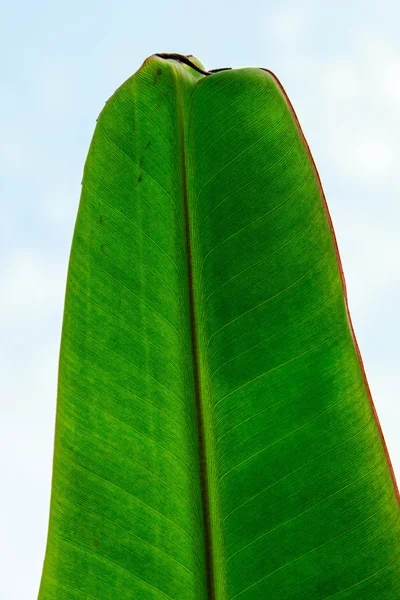 Bananenblad — Stockfoto