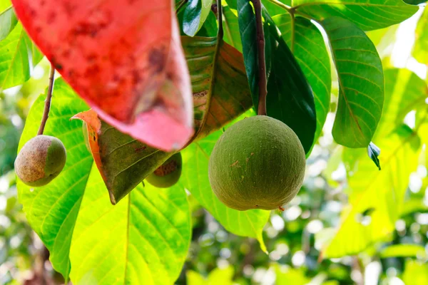 Свежие сантоловые фрукты на дереве — стоковое фото