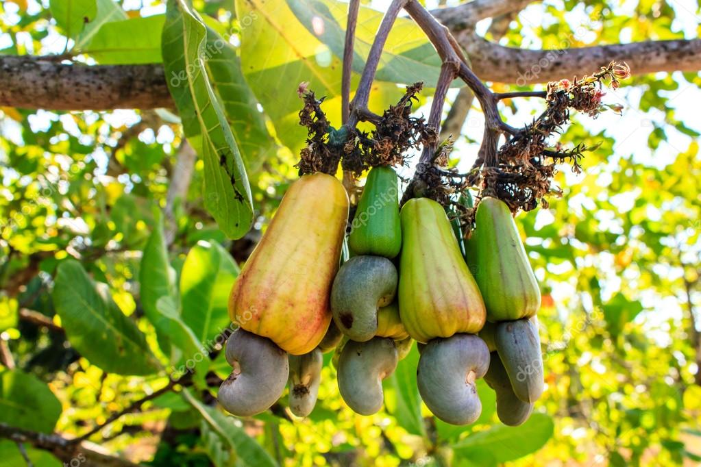 Cashew tree stock photo by bannerwega 45306947