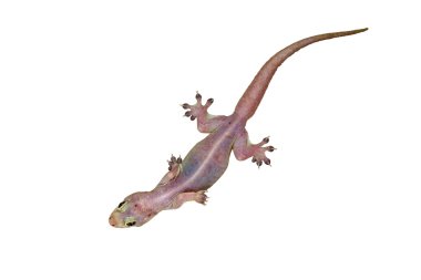 evde kertenkele - gekco