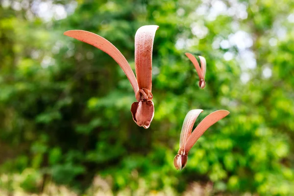 Dipterocapus alatus — Stock Photo, Image