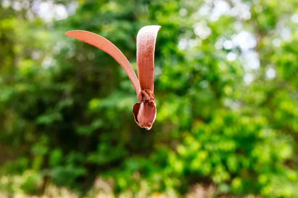 Dipterocapus alatus — Fotografia de Stock