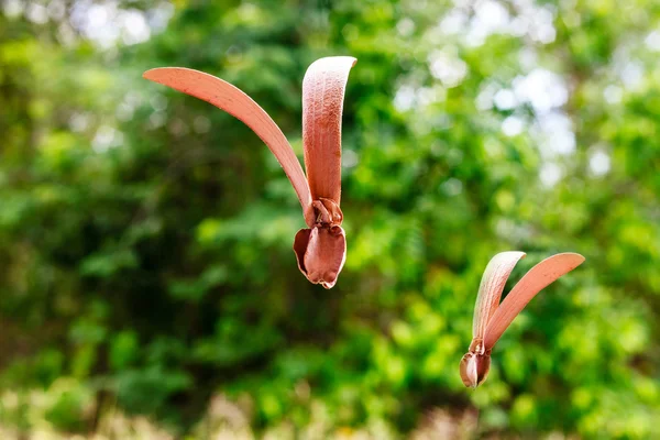 Dipterocapus alatus — Stock Photo, Image