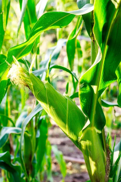 Corn cob on a field — Stock Photo, Image