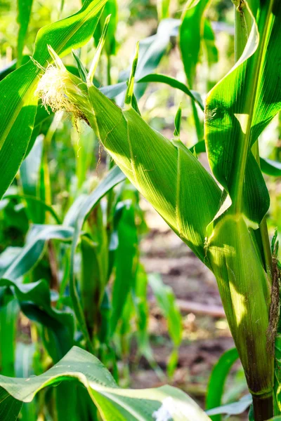 Corn cob on a field — Stock Photo, Image