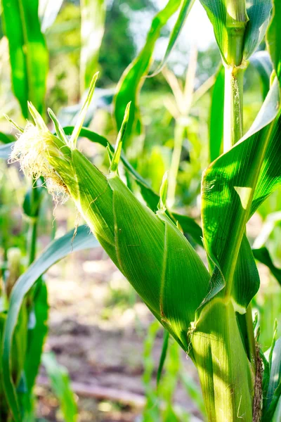 Corn cob on a field — Stock Photo, Image