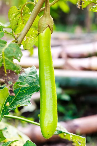 Thailändische grüne Aubergine — Stockfoto