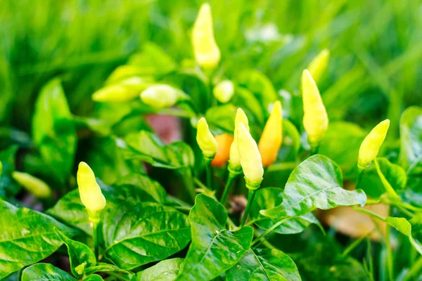 Čerstvé chilli papričky — Stock fotografie