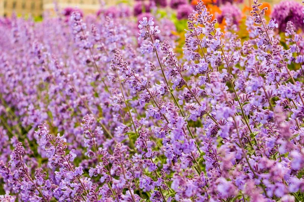 Lila Lavendelblüten auf dem Feld — Stockfoto