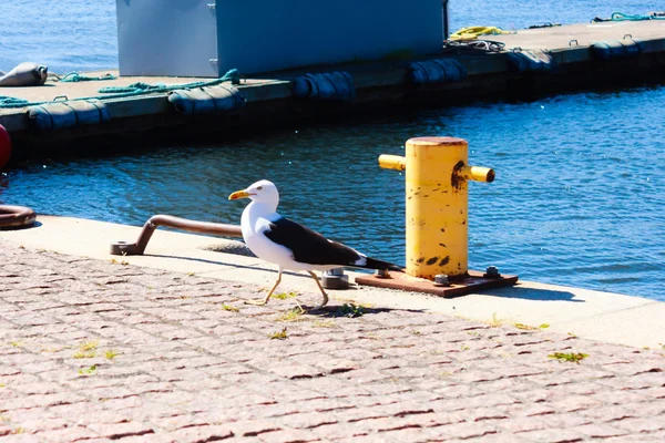 Orgullosa gaviota en puerto — Foto de Stock