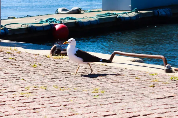 Гордий чайка в порту — стокове фото