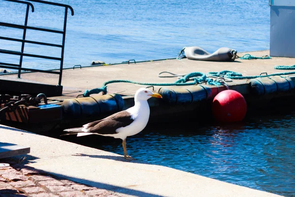 Гордий чайка в порту — стокове фото