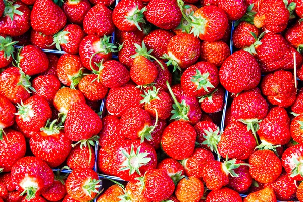 Fragole fresche — Foto Stock