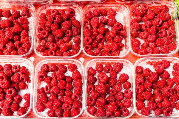 Rasberry — Stok fotoğraf