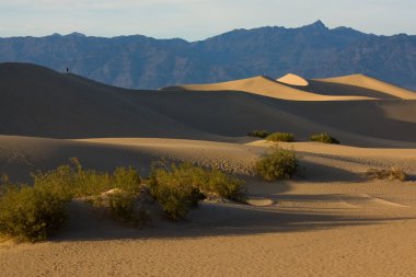 Mesquite dunes Ölüm Vadisi