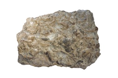 Fossiliferous limestone clipart