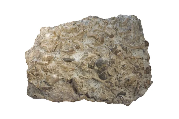Fossiliferous kalksteen Stockafbeelding