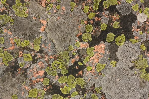 Granito ricoperto di licheni colorati — Foto Stock