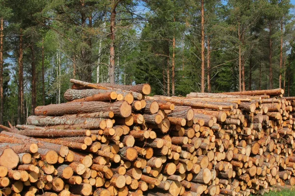 Registos de pinheiro — Fotografia de Stock