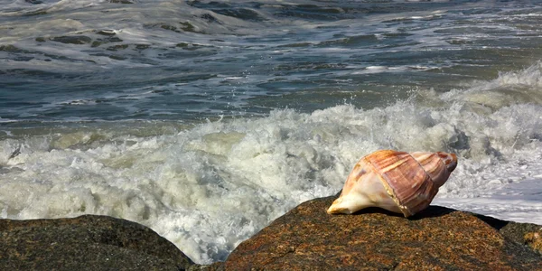 Concha de gastrópode e ondas marítimas — Fotografia de Stock