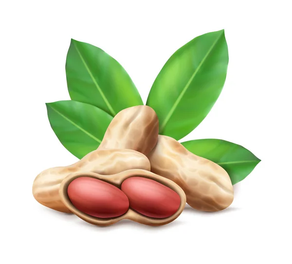 リアルなベクターアイコン。殻の中のピーナッツと葉で殻を外します。ブランド、広告、ラベルの構成. — ストックベクタ
