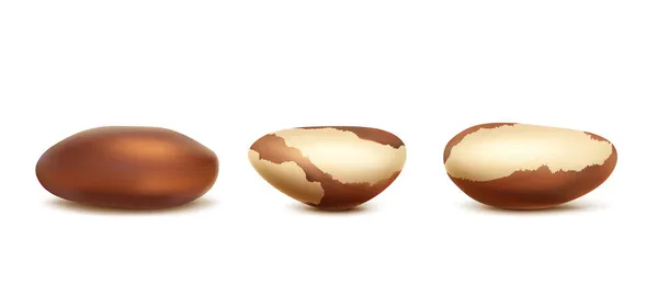 Realistisch vectoricoon. Set van Braziliaanse noten met of zonder dop. geïsoleerd. — Stockvector