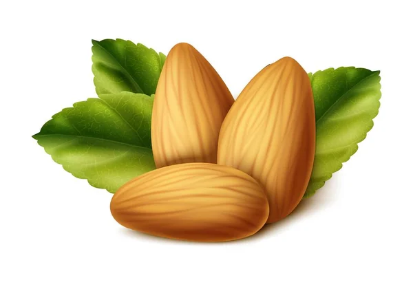 Realistic Vector Icon Almond Nut Leaves Isolated White Background — Stock Vector