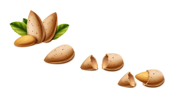 Realistic Vector Background Almond Nuts Different Stages Almond Shell Broken — Stock Vector