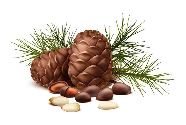 3d realistic vector icon. Pine nuts with or without shell and fir tree and pine cone. Isolated on white background.