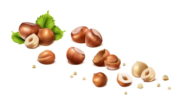 Realistic Vector Icon Stages Hazelnut Shelled Nut Nut Shell Cut — Stock Vector