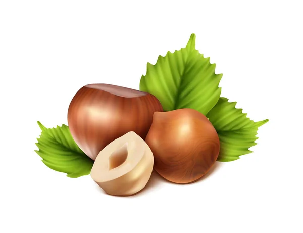 Realistic Vector Icon Hazelnut Peeled Chopped Half Green Hazel Leaves — Stock Vector