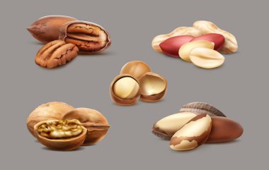 3D gerçekçi vektör simgesi koleksiyonu. Fındık, macadamia, fındık, ceviz.