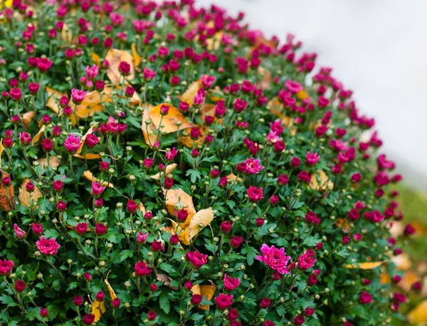 Bunte Sträucher Chrysanthemen im Garten — Stockfoto