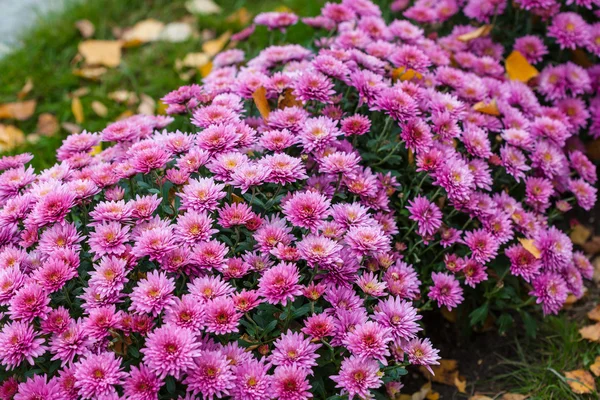 Bahçedeki renkli çalılıklarda krizantem