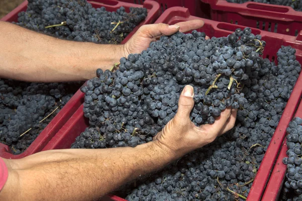 elinde kırmızı bir kutuyla üzüm toplama