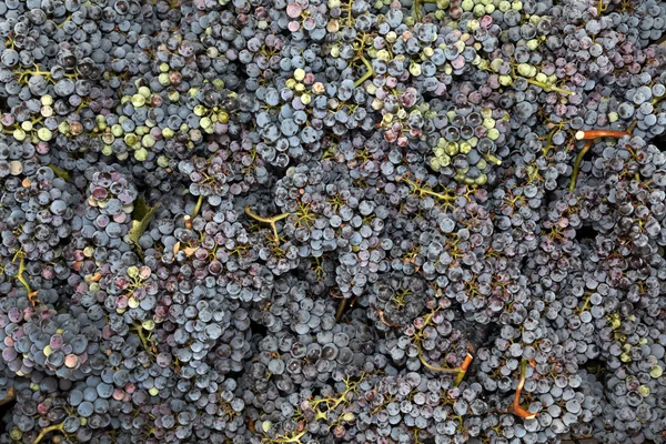 Uvas frescas recién recolectadas del viñedo — Foto de Stock