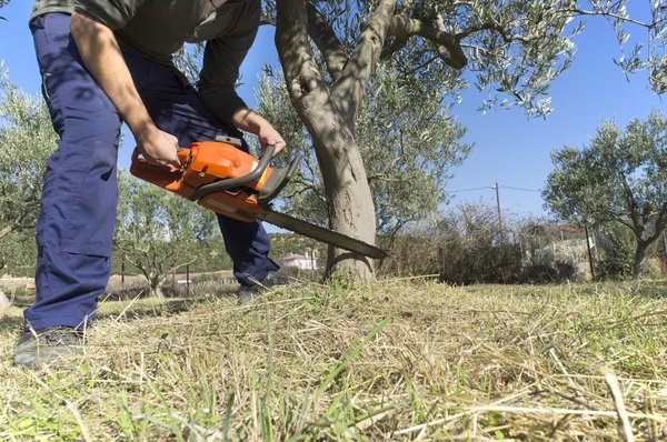 Chainsaw cięcia drewna — Zdjęcie stockowe