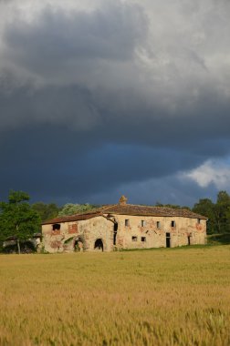 Tuscan hill mısır tarlası 2