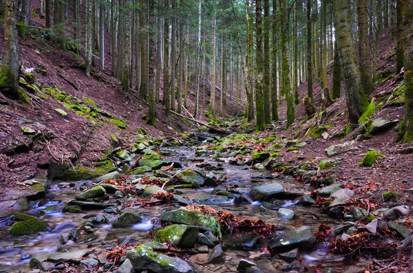 Vallombrosa forest, Torrent 1 — Stock Photo, Image