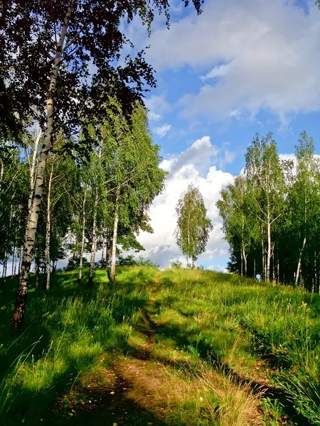 The road in birch grove — Stock Photo, Image