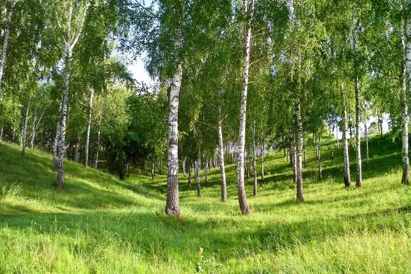 Birch Grove na ravina Imagens De Bancos De Imagens